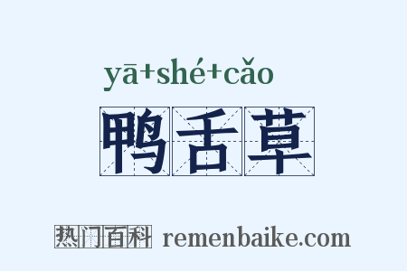 鸭舌草是什么意思的图片